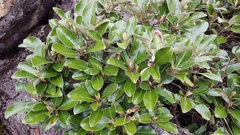 Brachyglottis