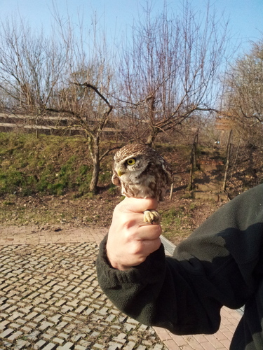 Athene noctua