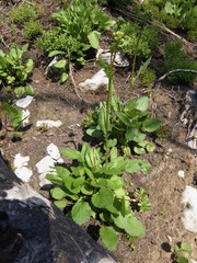 Packera pseudaurea