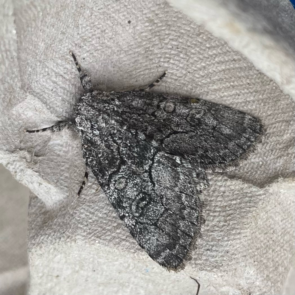 Broth Moth Brother Moth from Peterborough on July 1, 2023 at 09:36 AM by ...