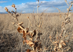 Linaria dalmatica dalmatica