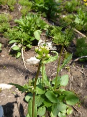 Packera pseudaurea
