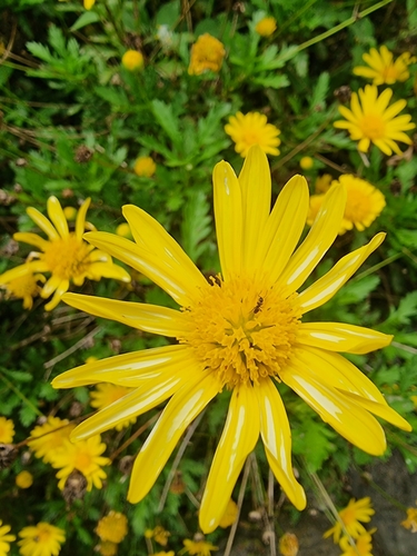 Euryops chrysanthemoides image