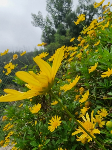 Euryops chrysanthemoides image