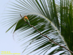 Merops leschenaulti leschenaulti