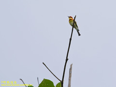 Merops leschenaulti leschenaulti