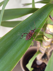 Leptoglossus occidentalis