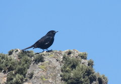 Knipolegus aterrimus