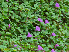 Ipomoea pes-caprae