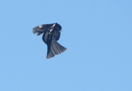 Knipolegus aterrimus