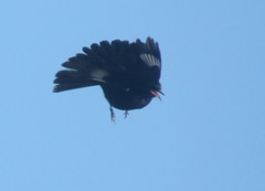 Knipolegus aterrimus