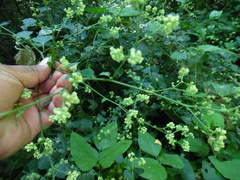 Salpianthus purpurascens