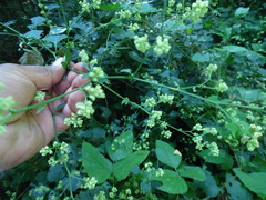 Salpianthus purpurascens