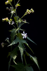 Ripariosida hermaphrodita