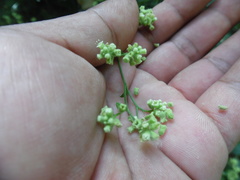 Salpianthus purpurascens