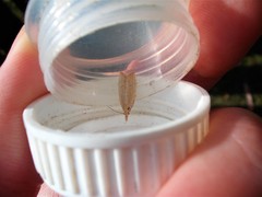 Bactra noteraula