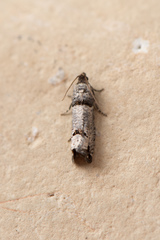 Notocelia culminana