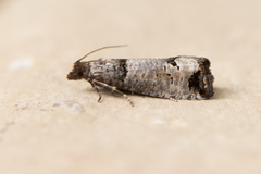 Notocelia culminana