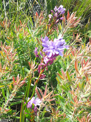 Thereianthus ixioides