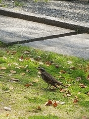 Turdus eunomus