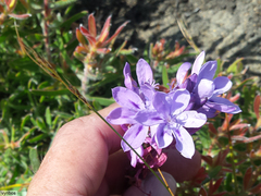 Thereianthus ixioides