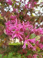 Loropetalum chinense
