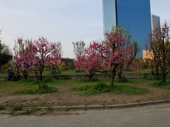 Loropetalum chinense