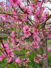 Loropetalum chinense