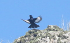 Knipolegus aterrimus