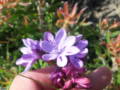Thereianthus ixioides