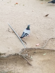 Columba livia domestica