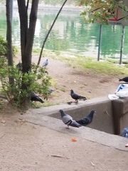 Columba livia domestica