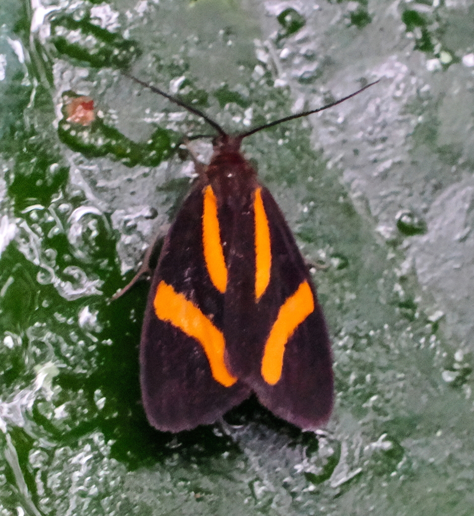 Stenoplastis decorata