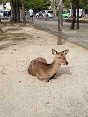 Cervus nippon