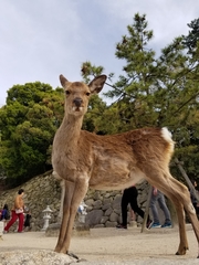 Cervus nippon