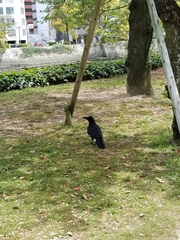 Corvus macrorhynchos