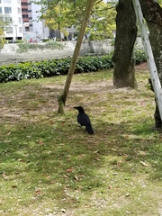 Corvus macrorhynchos