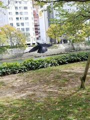Corvus macrorhynchos