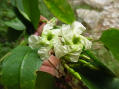Mesechites trifidus
