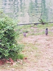 Spodiopsar cineraceus