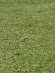 Motacilla grandis