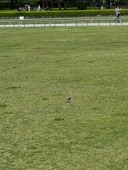 Motacilla grandis