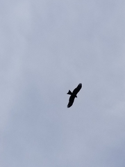Milvus migrans lineatus