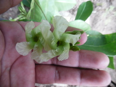 Mesechites trifidus