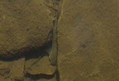Trichomycterus corduvensis