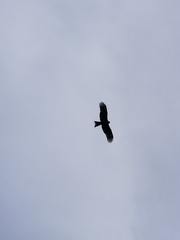 Milvus migrans lineatus