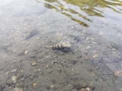 Paguroidea