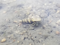 Paguroidea