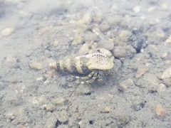 Paguroidea