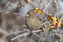 Red-Mantled Rosefinch photo 2